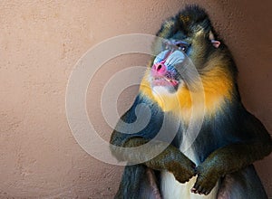 Mandrill photo