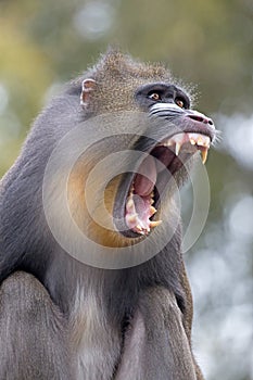 Mandrill