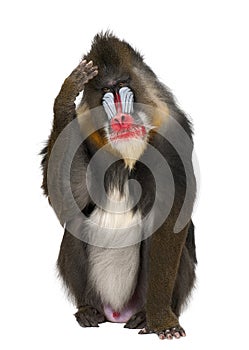 Mandrill scratching head, Mandrillus sphinx