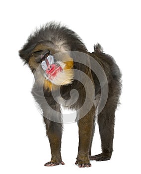 Mandrill shaking- Mandrillus sphinx photo