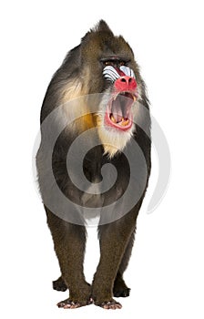 Mandrill shouting, Mandrillus sphinx photo