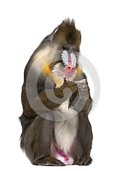 Mandrill sitting, Mandrillus sphinx