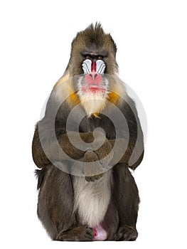 Mandrill sitting, Mandrillus sphinx