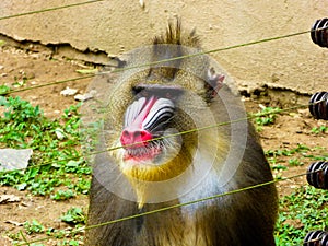 Mandrill staring