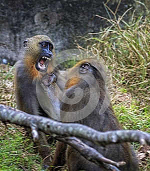 Mandrills Menace