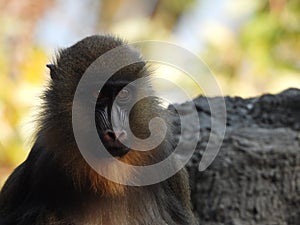 Mandrillus sphinx close up portrait