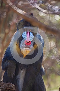 Mandrillus sphinx monkey in a lush forest habitat