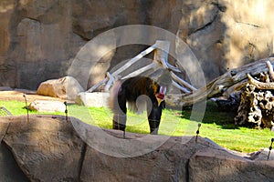 Mandrillus sphinx, Simia sphinx, baboon, standing by a boulder looking