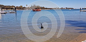 Mandurah Perth Western Australia black swan in the peel estuaru