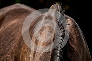 Mane detail on brown horse back