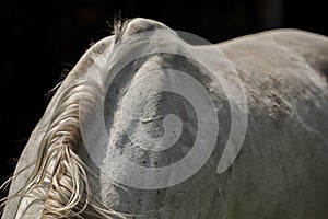 Mane detail on white horse back