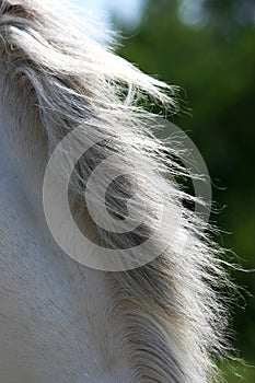 Mane of a horse