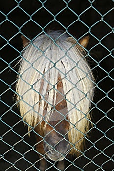 Mane horse . Palomino horse face with shaggy white forelock . Portrait of a horse with wire mesh .