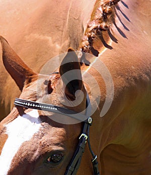 Chestnut mare ready for the showring