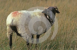 MANECH A TETE NOIRE SHEEP, A FRENCH BREED, FEMALE STANDING IN LONG GRASS