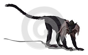 Maned mangabey or black macaque with long tail. Isolated in white background. Vector illustration