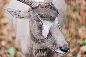 The maned ram eats hay, animal in the zoo, large rounded horns of a ram.