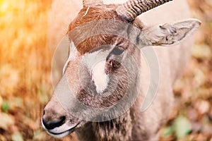 The maned ram eats hay, animal in the zoo, large rounded horns of a ram.