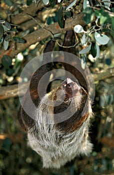 Maned Three Toed Sloth, bradypus torquatus, Adult hanging from Branch, Pantanal in Brazil