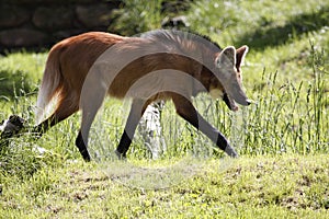 Maned wolf photo