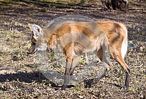 Maned Wolf