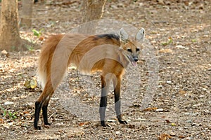 Maned wolf photo