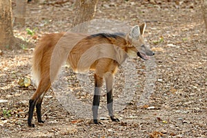 Maned wolf photo