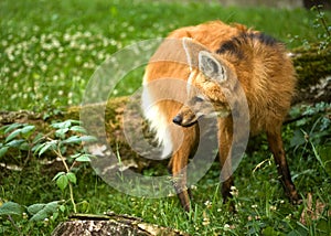 Maned wolf photo