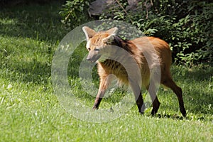 Maned wolf photo