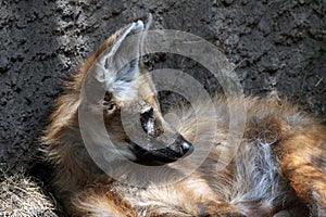 Maned Wolf