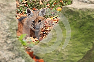 Maned wolf
