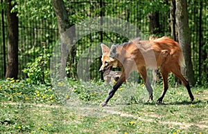 Maned Wolf photo