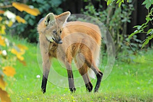 Maned wolf photo