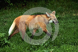 Maned wolf photo