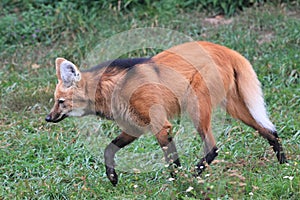 Maned wolf photo