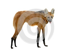 Maned wolf