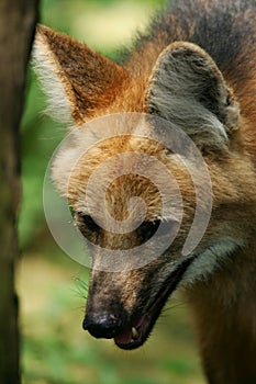 Maned Wolf