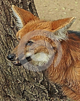 Maned Wolf