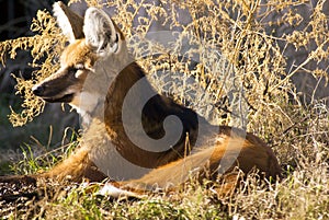 Maned Wolf photo