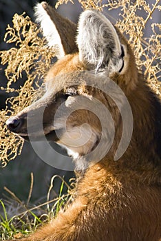 Maned Wolf photo