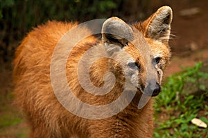 Maned wolf