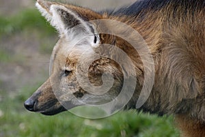 Maned wolf