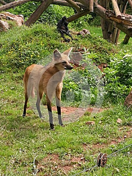 Maned Wolf