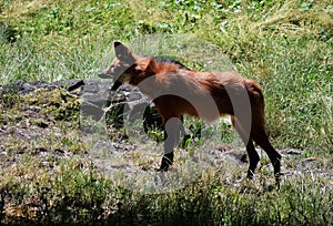 Maned Wolf barking in the Green Meadow