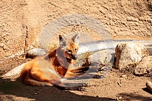 Maned wolf Chrysocyon brachyurus