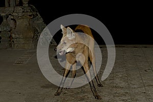 Maned wolf, Maned Wolf, Chrysocyon brachyurus