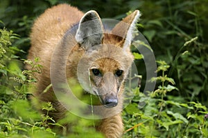 Maned wolf, chrysocyon brachyurus