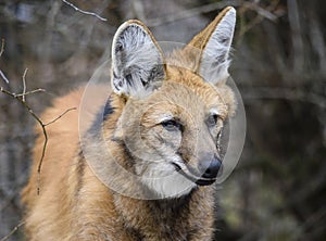 Maned wolf, Chrysocyon brachyurus