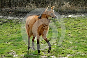 Maned wolf (Chrysocyon brachyurus)