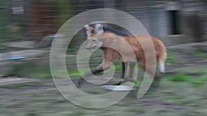 Maned wolf Chrysocyon brachyurus